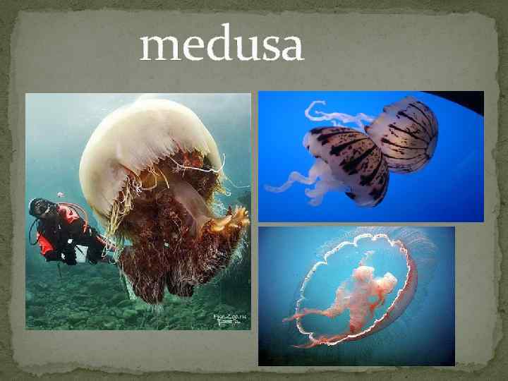  medusa 