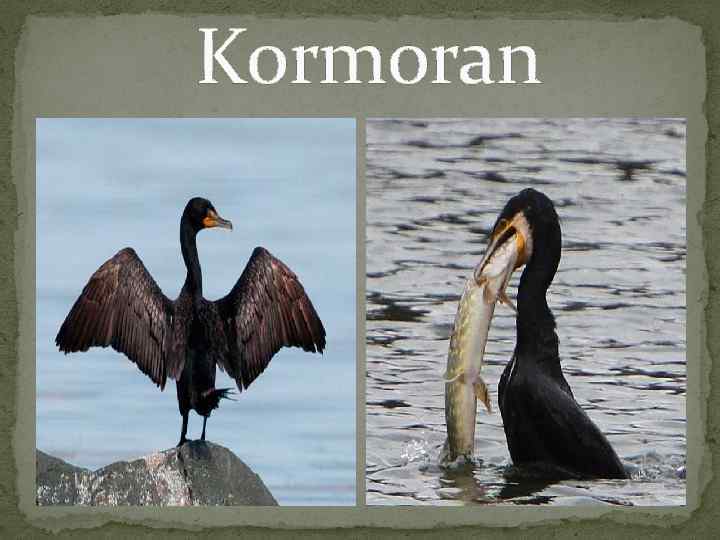  Kormoran 