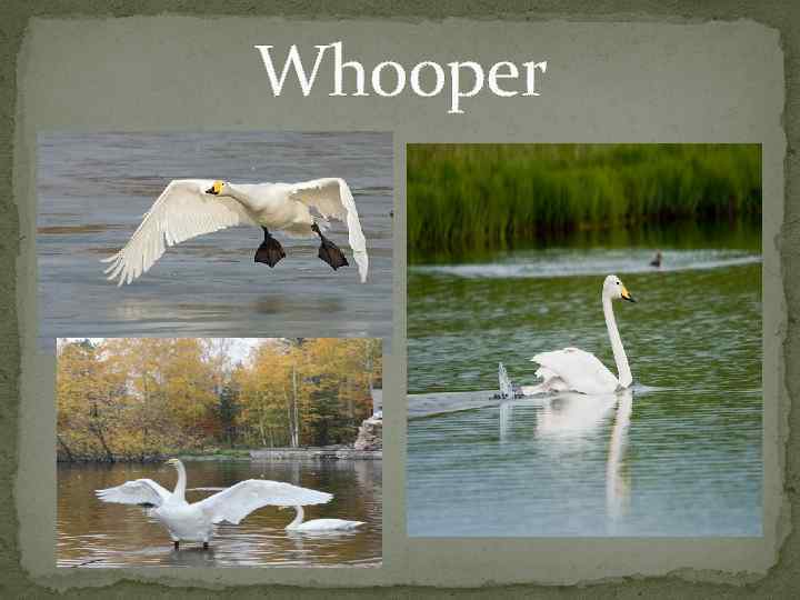  Whooper 