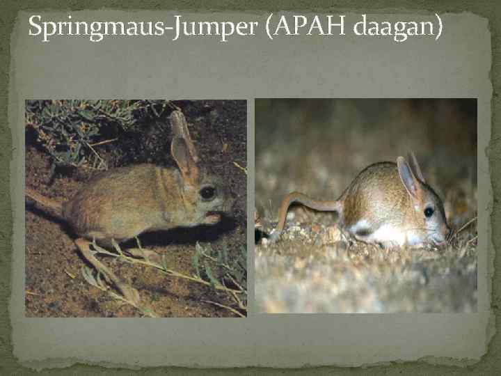 Springmaus-Jumper (APAH daagan) 