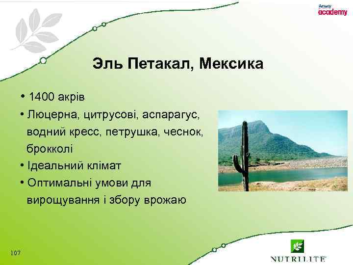 Эль Петакал, Мексика • 1400 акрів • Люцерна, цитрусові, аспарагус, водний кресс, петрушка, чеснок,