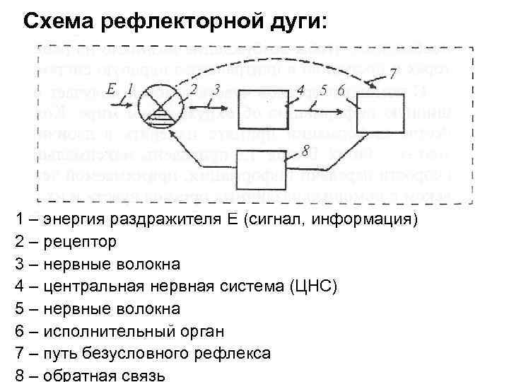 Схема рефлекторной дуги: 1 – энергия раздражителя Е (сигнал, информация) 2 – рецептор 3