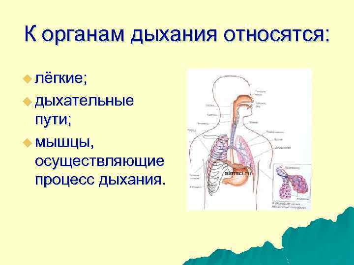 Виды дыхательной. Певческое дыхание. Относятся к дыхательной. Виды певческого дыхания. Дыхательные пути и лёгкие. Процесс дыхания.