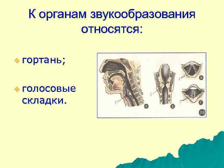К органам звукообразования относятся: u гортань; u голосовые складки. 