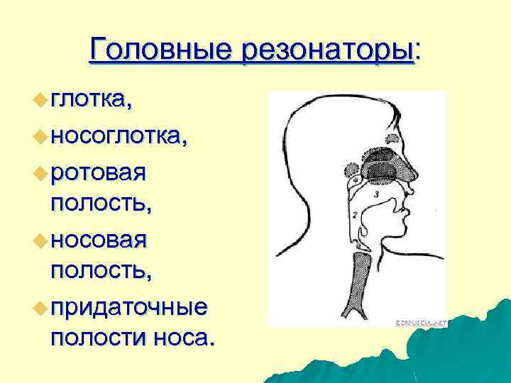 Головные резонаторы: u глотка, u носоглотка, u ротовая полость, u носовая полость, u придаточные