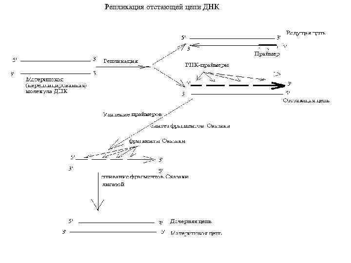 1 репликация. Отстающая цепь ДНК при репликации. Репликация по механизму замещения цепи. Репликация отстающей цепи.