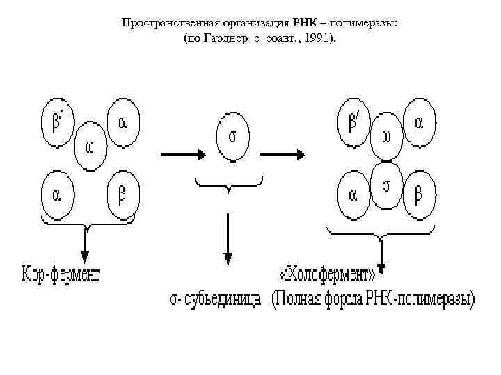 Пространственная организация РНК – полимеразы: (по Гарднер с соавт. , 1991). 