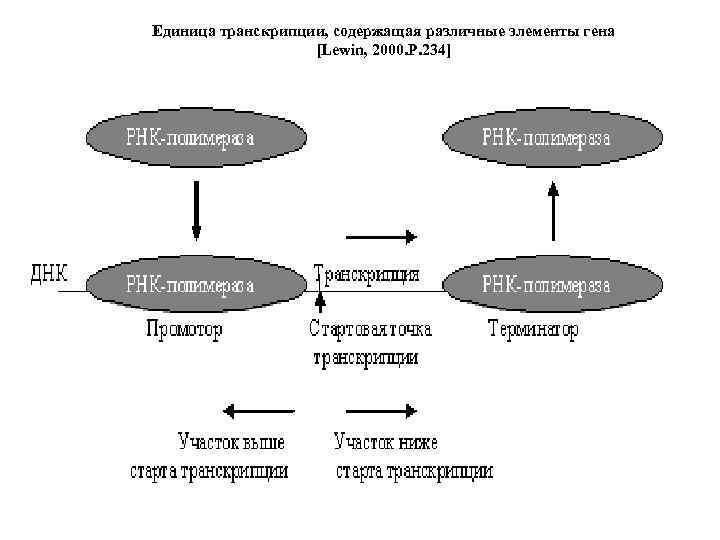 Единица транскрипции, содержащая различные элементы гена [Lewin, 2000. P. 234] 