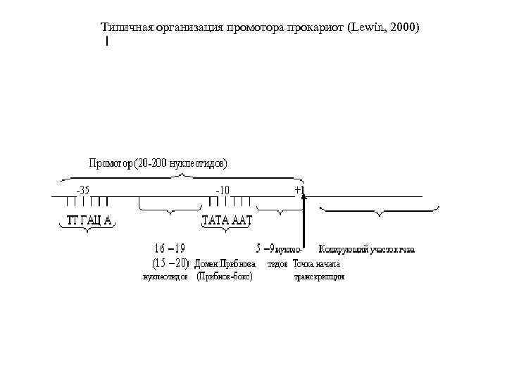 Типичная организация промотора прокариот (Lewin, 2000) 