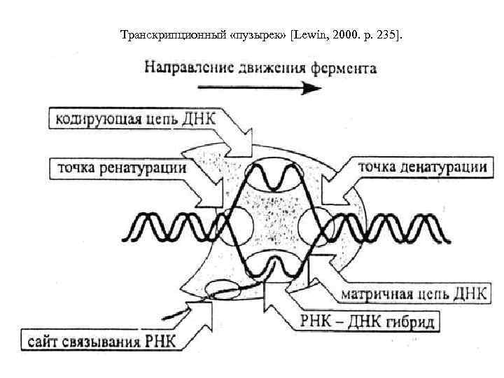 Транскрипционный «пузырек» [Lewin, 2000. р. 235]. 