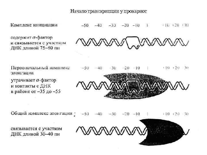 Начало транскрипции у прокариот 
