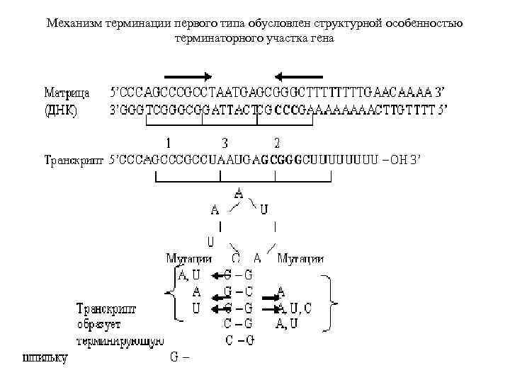 Механизм терминации первого типа обусловлен структурной особенностью терминаторного участка гена 