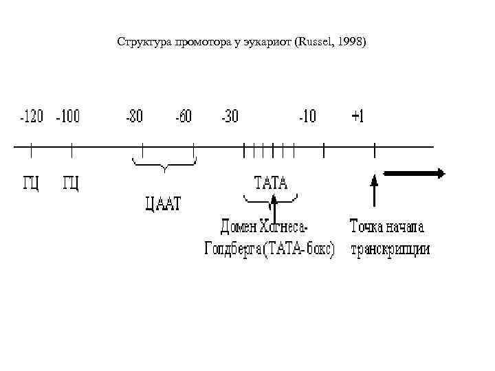 Структура промотора у эукариот (Russel, 1998) 