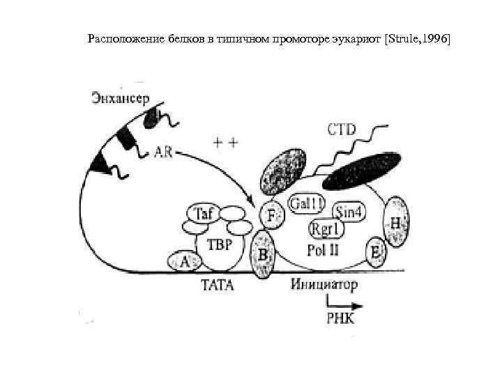 Расположение белков в типичном промоторе эукариот [Strule, 1996] 