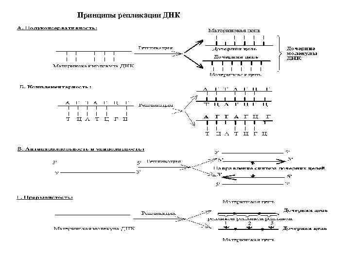 Принципы репликации ДНК 