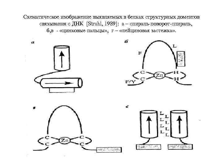 Схематическое изображение выявляемых в белках структурных доментов связывания с ДНК [Struhl, 1989]: а –