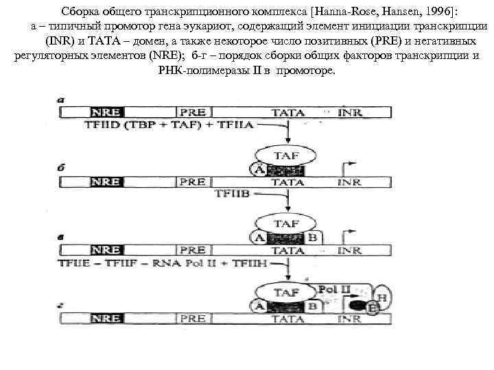 Сборка общего транскрипционного комплекса [Hanna Rose, Hansen, 1996]: а – типичный промотор гена эукариот,