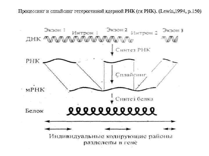 Процессинг и сплайсинг гетерогенной ядерной РНК (гя РНК). (Lewin, 1994, p. 150) 