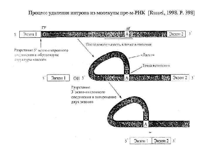 Процесс удаления интрона из молекулы пре м РНК [Russel, 1998. Р. 398] 