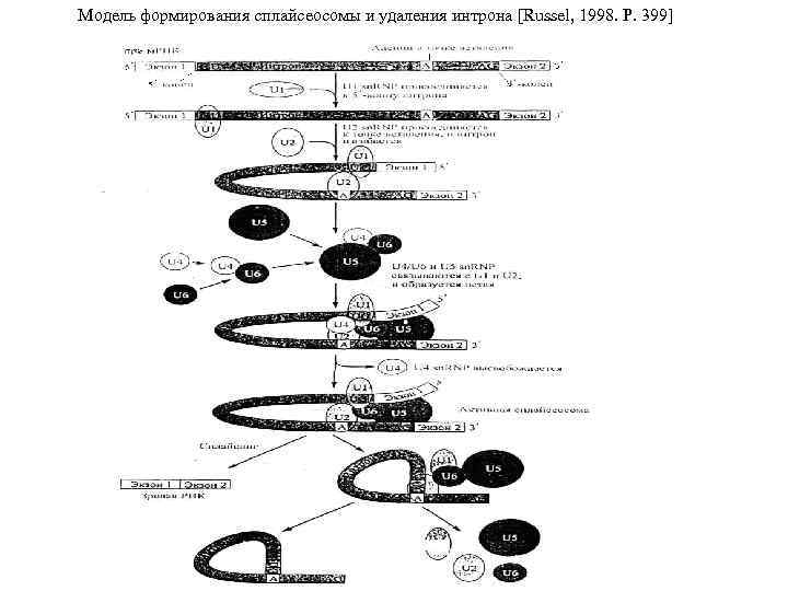 Модель формирования сплайсеосомы и удаления интрона [Russel, 1998. Р. 399] 