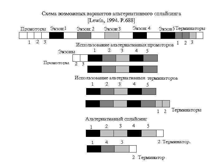 Схема возможных вариантов альтернативного сплайсинга [Lewin, 1994. Р. 688] 