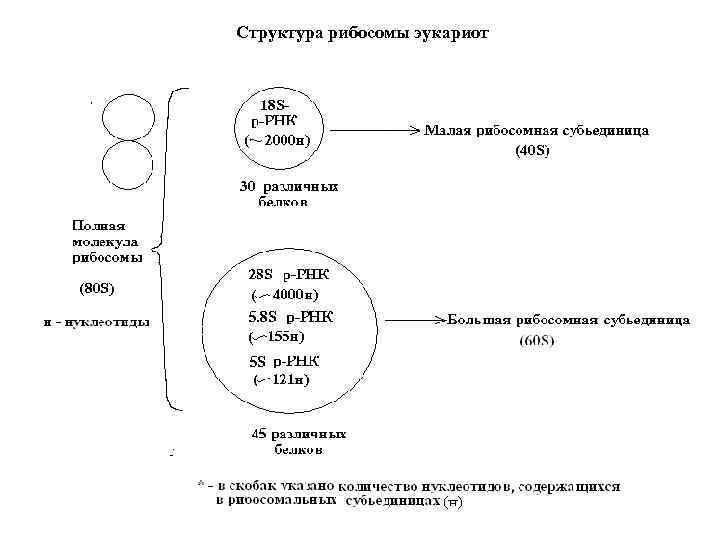 Структура рибосомы эукариот 