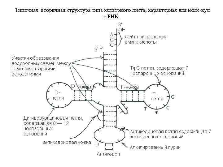 Типичная вторичная структура типа клеверного листа, характерная для моле кул т РНК. 