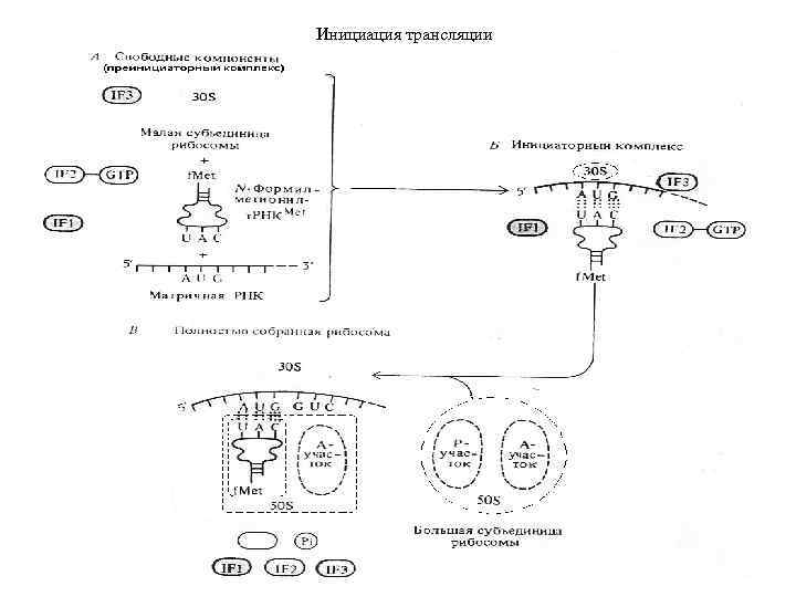 Инициация трансляции 