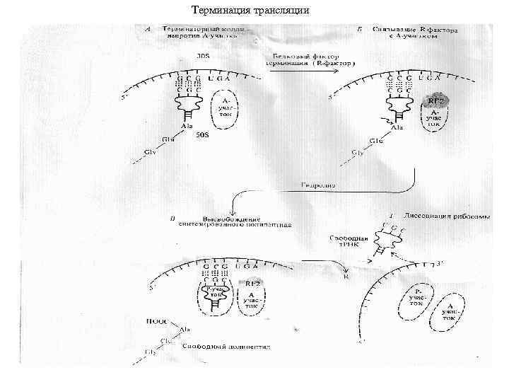 Терминация трансляции 