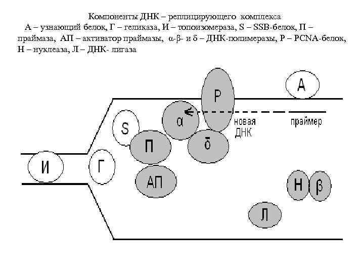 Компоненты ДНК – реплицирующего комплекса А – узнающий белок, Г – геликаза, И –