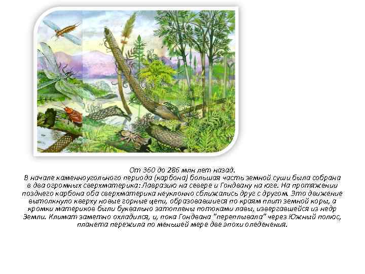 От 360 до 286 млн лет назад. В начале каменноугольного периода (карбона) большая часть