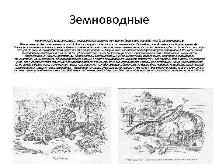 Земноводные Животные, дышащие легкими, впервые появляются на материках девонского периода. Ими были земноводные. Жизнь