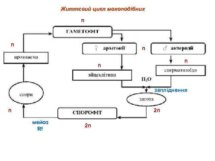 Життєвий цикл мохоподібних n n n запліднення n 2 n мейоз R! 2 n