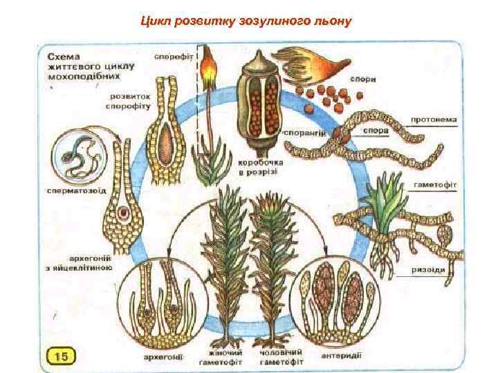 Цикл розвитку зозулиного льону 