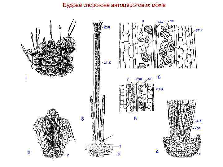 Будова спорогона антоцеротових мохів 