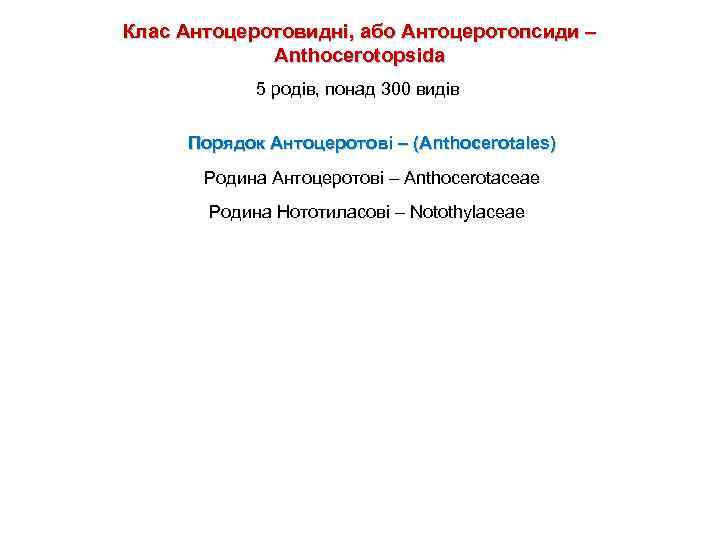 Клас Антоцеротовидні, або Антоцеротопсиди – Anthocerotopsida 5 родів, понад 300 видів Порядок Антоцеротові –