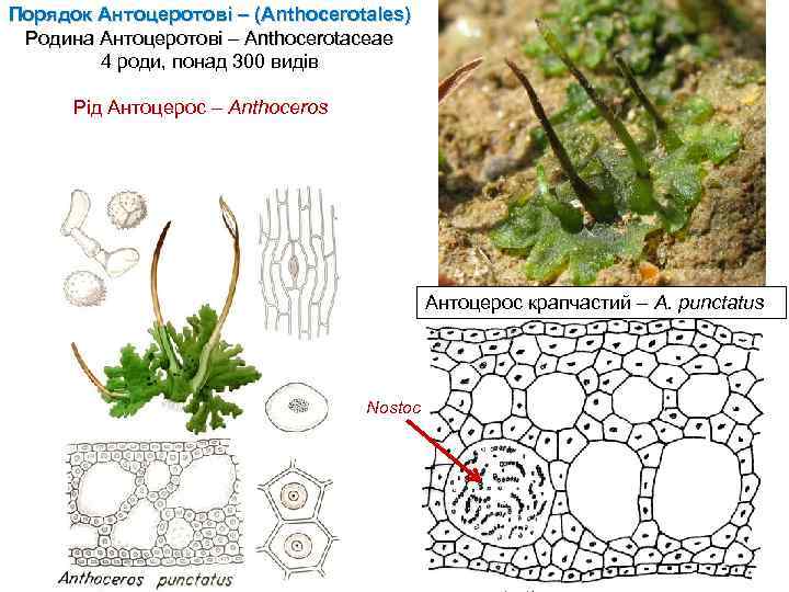 Порядок Антоцеротові – (Anthocerotales) Родина Антоцеротові – Anthocerotaceae 4 роди, понад 300 видів Рід