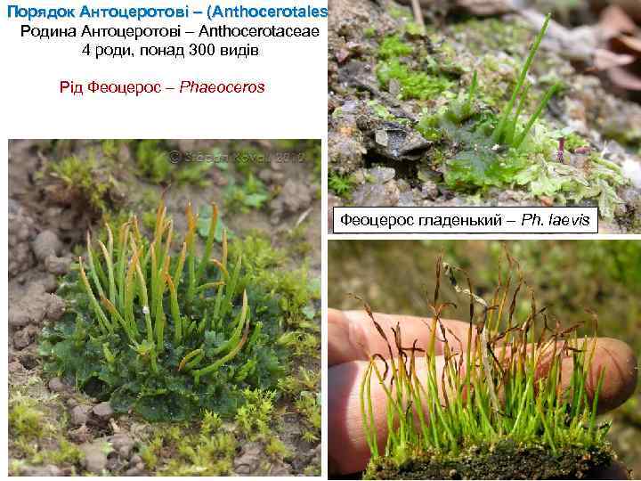 Порядок Антоцеротові – (Anthocerotales) Родина Антоцеротові – Anthocerotaceae 4 роди, понад 300 видів Рід