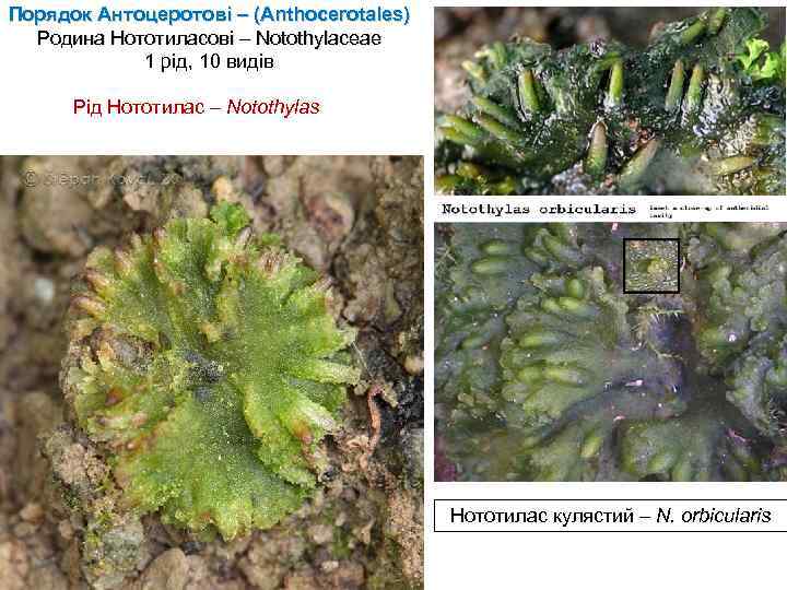 Порядок Антоцеротові – (Anthocerotales) Родина Нототиласові – Notothylaceae 1 рід, 10 видів Рід Нототилас