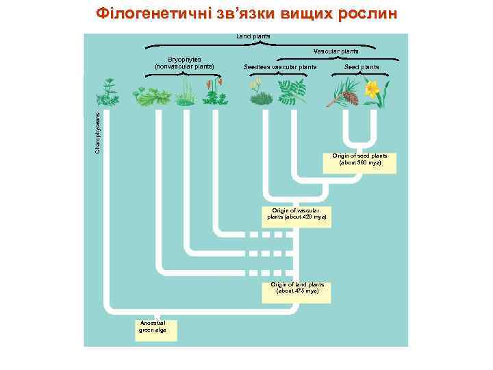 Філогенетичні зв’язки вищих рослин Land plants Vascular plants Seedless vascular plants Charophyceans Bryophytes (nonvascular