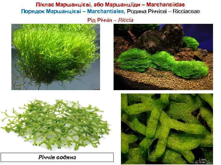 П/клас Маршанцієві, або Маршанціїди – Marchanciidae Порядок Маршанцієві – Marchantiales, Родина Річчієві – Ricciaceae