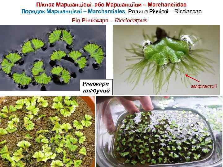 П/клас Маршанцієві, або Маршанціїди – Marchanciidae Порядок Маршанцієві – Marchantiales, Родина Річчієві – Ricciaceae