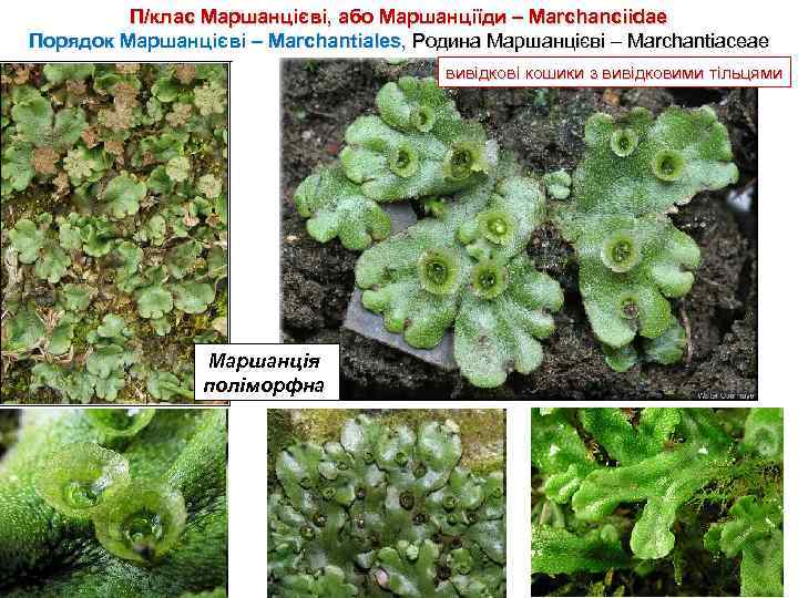 П/клас Маршанцієві, або Маршанціїди – Marchanciidae Порядок Маршанцієві – Marchantiales, Родина Маршанцієві – Marchantiaceae