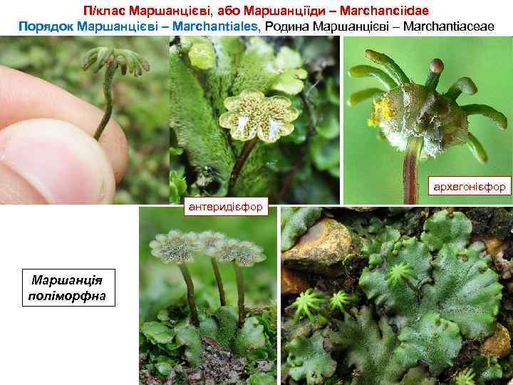 П/клас Маршанцієві, або Маршанціїди – Marchanciidae Порядок Маршанцієві – Marchantiales, Родина Маршанцієві – Marchantiaceae