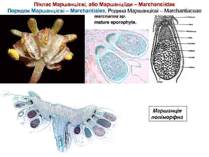 П/клас Маршанцієві, або Маршанціїди – Marchanciidae Порядок Маршанцієві – Marchantiales, Родина Маршанцієві – Marchantiaceae