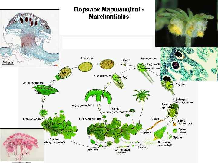 Порядок Маршанцієві Marchantiales 