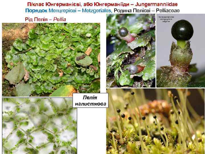 П/клас Юнгерманієві, або Юнгерманіїди – Jungermanniidae Порядок Метцгерієві – Metzgeriales, Родина Пелієві – Pelliaceae