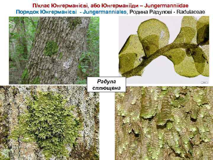 П/клас Юнгерманієві, або Юнгерманіїди – Jungermanniidae Порядок Юнгерманієві - Jungermanniales, Родина Радулові - Radulaceae