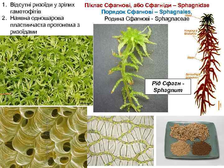 1. Відсутні ризоїди у зрілих П/клас Сфагнові, або Сфагніди – Sphagnidae гаметофітів Порядок Сфагнові