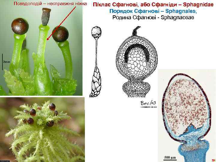 Псевдоподій – несправжня ніжка П/клас Сфагнові, або Сфагніди – Sphagnidae Порядок Сфагнові – Sphagnales,
